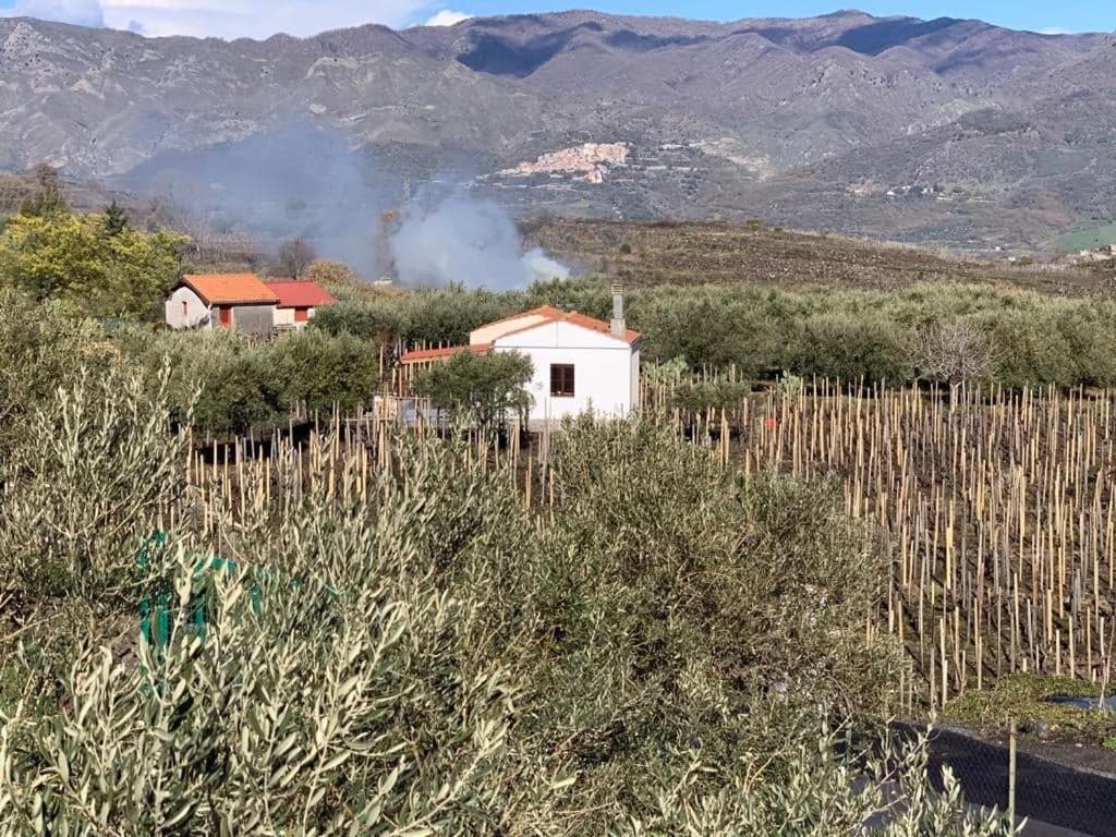 La Casa Nel Vigneto Di Tenuta Bastonaca Villa Solicchiata Eksteriør bilde